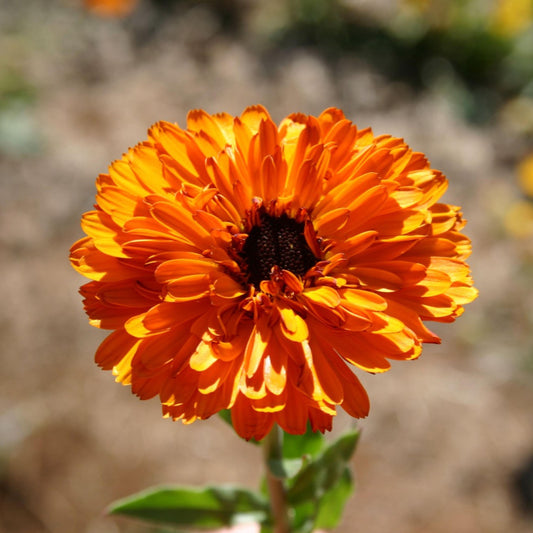 Touch of Red Calendula seeds