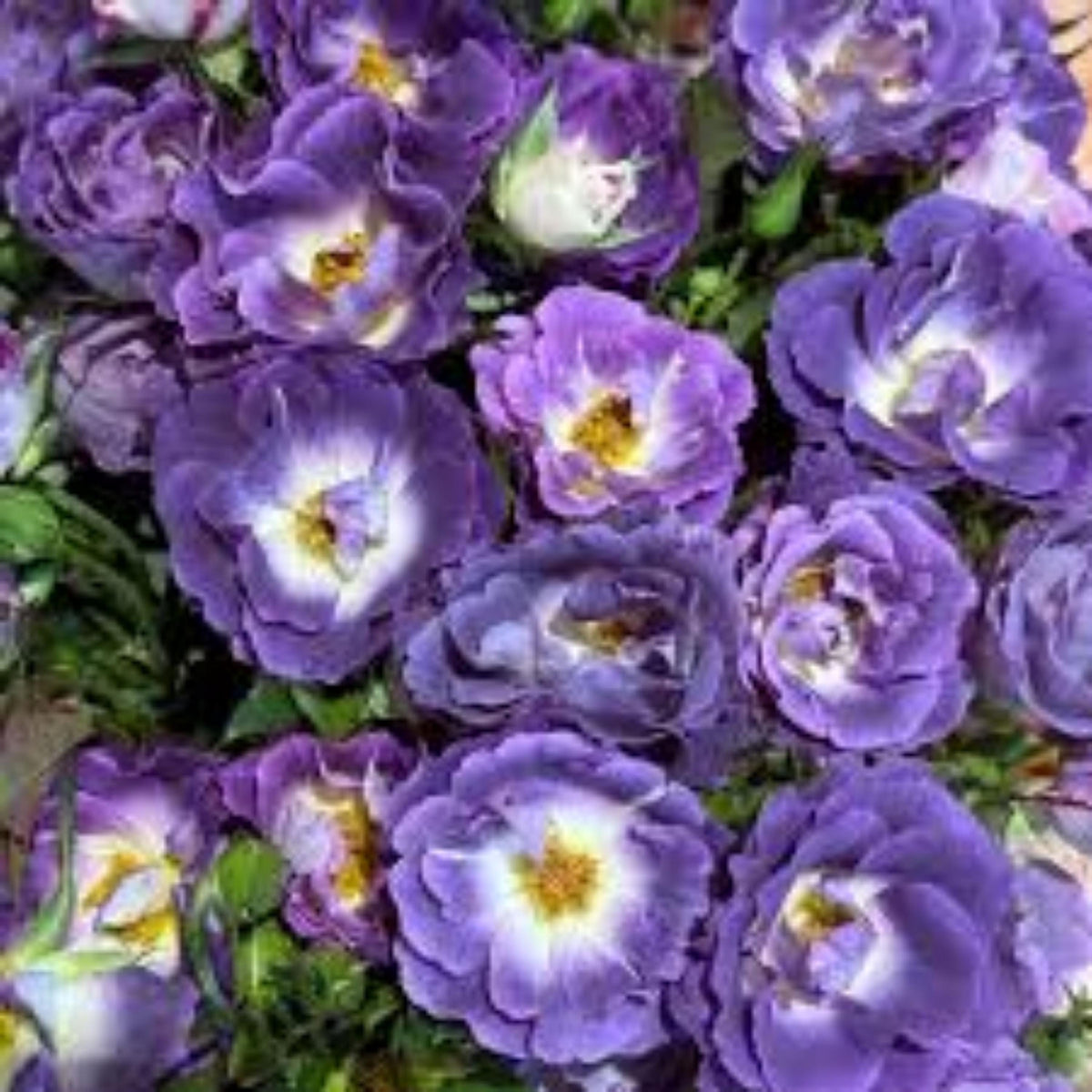Blue For You Rose seeds