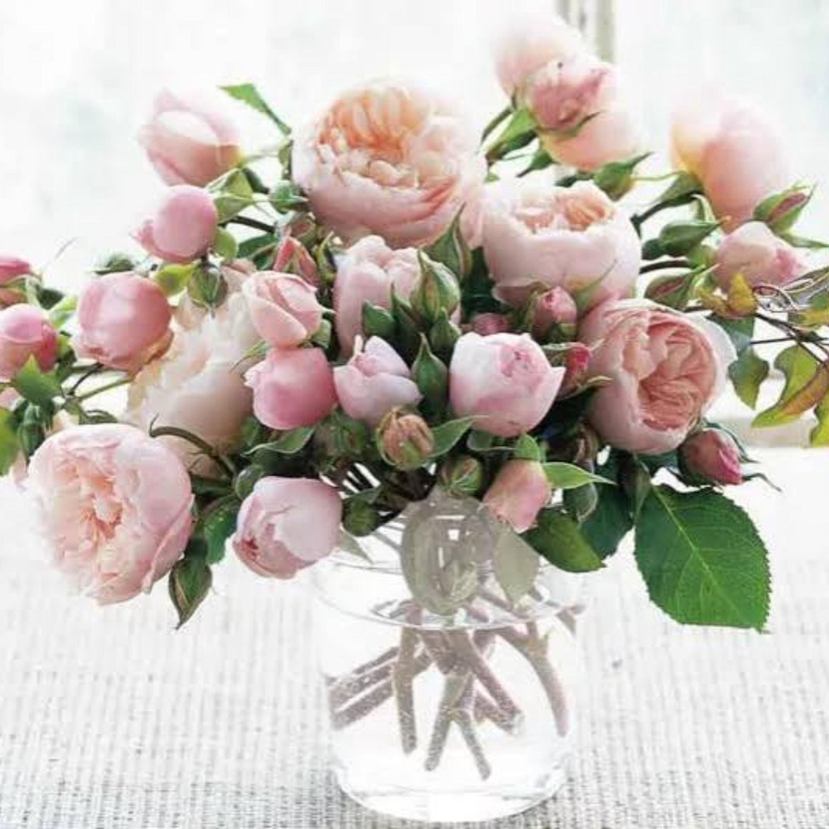 Generous Gardener Rose seeds