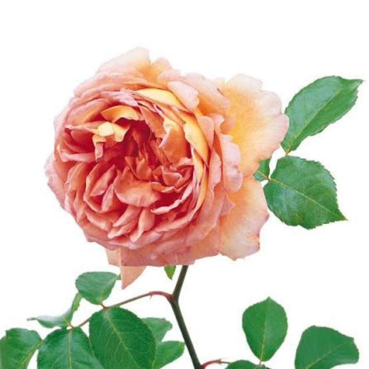 Bliss Parfuma Rose seeds