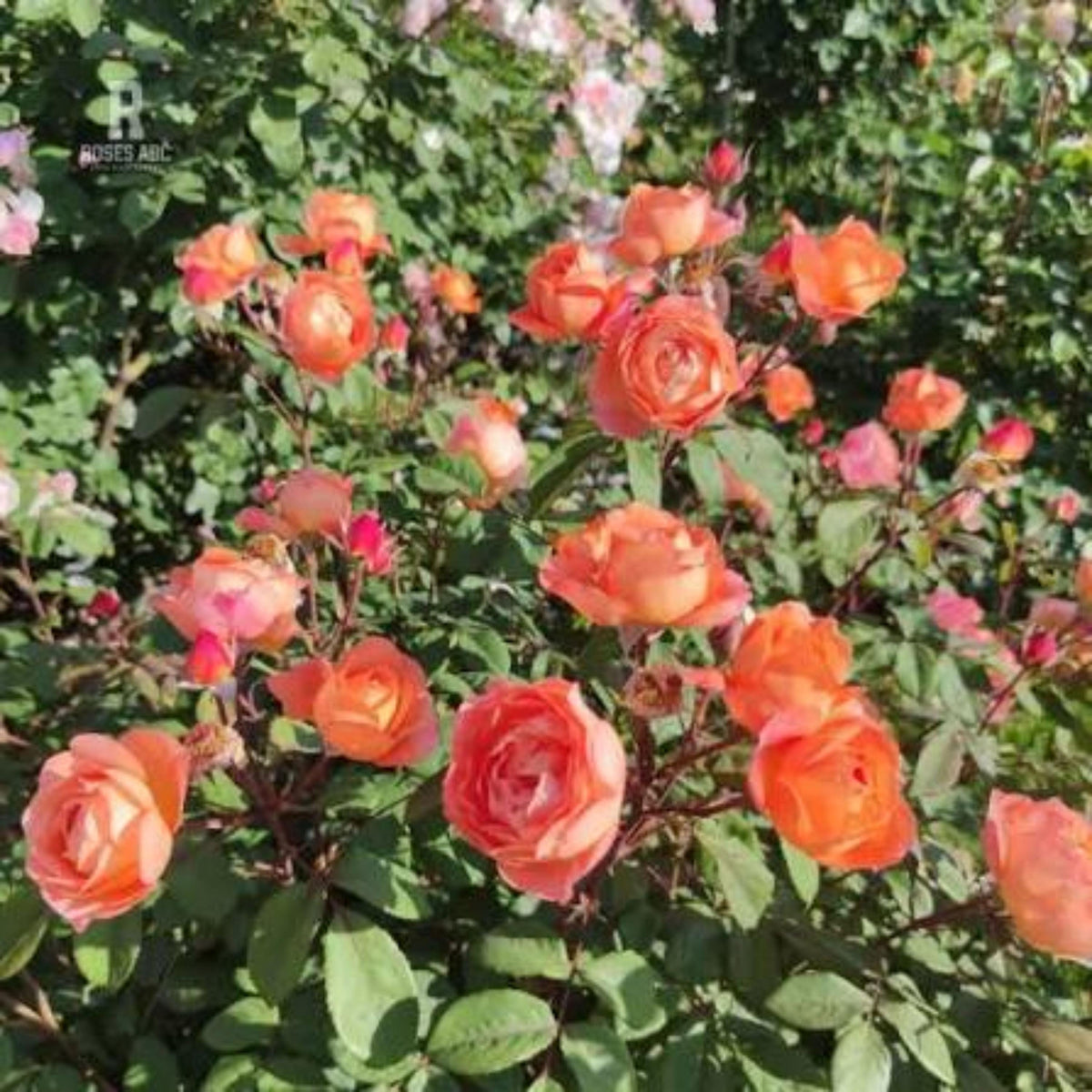 Lady Emma Hamilton Rose seeds