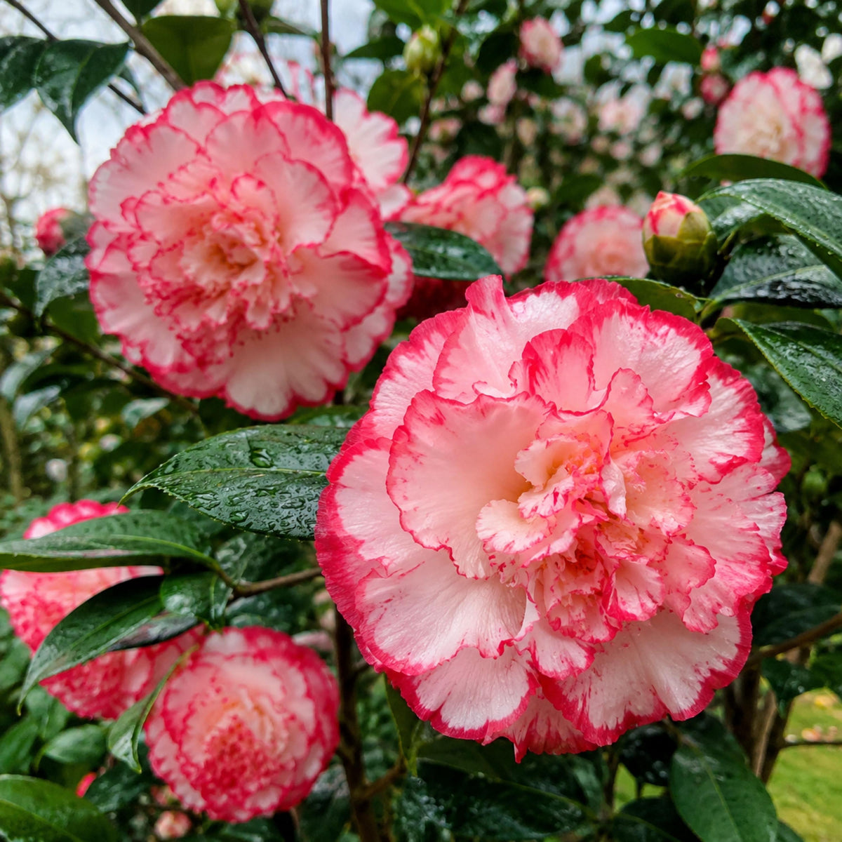 Margaret Davis Camellia japonica seeds