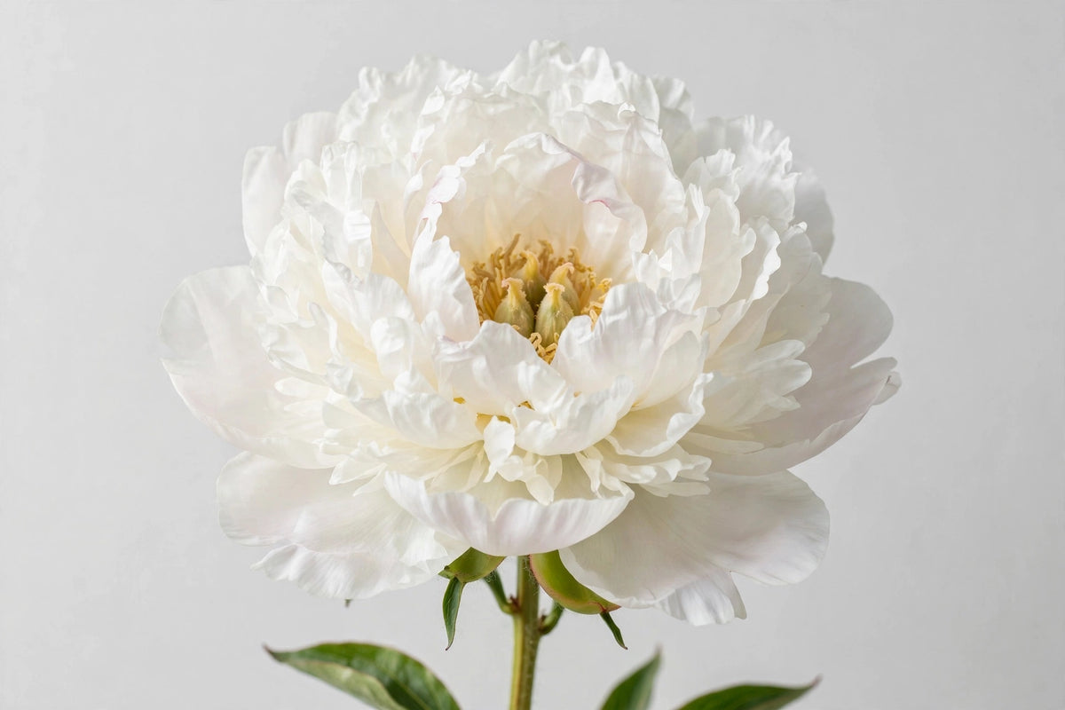 10+ Rare Seeds - Avalanche Peony Seeds (Paeonia, Herbaceous Peony)