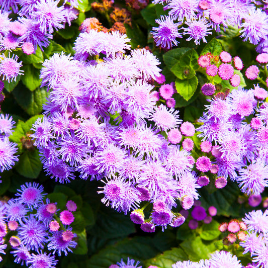Hawaii Blue Ageratum Seeds - Attracts Pollinators, 30+ seeds