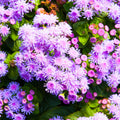 30+ Seeds| Hawaii Blue Ageratum Seeds - Fast Growing - Attracts pollinators - Open-Pollinating - Plant in late Winter to early Spring - #10