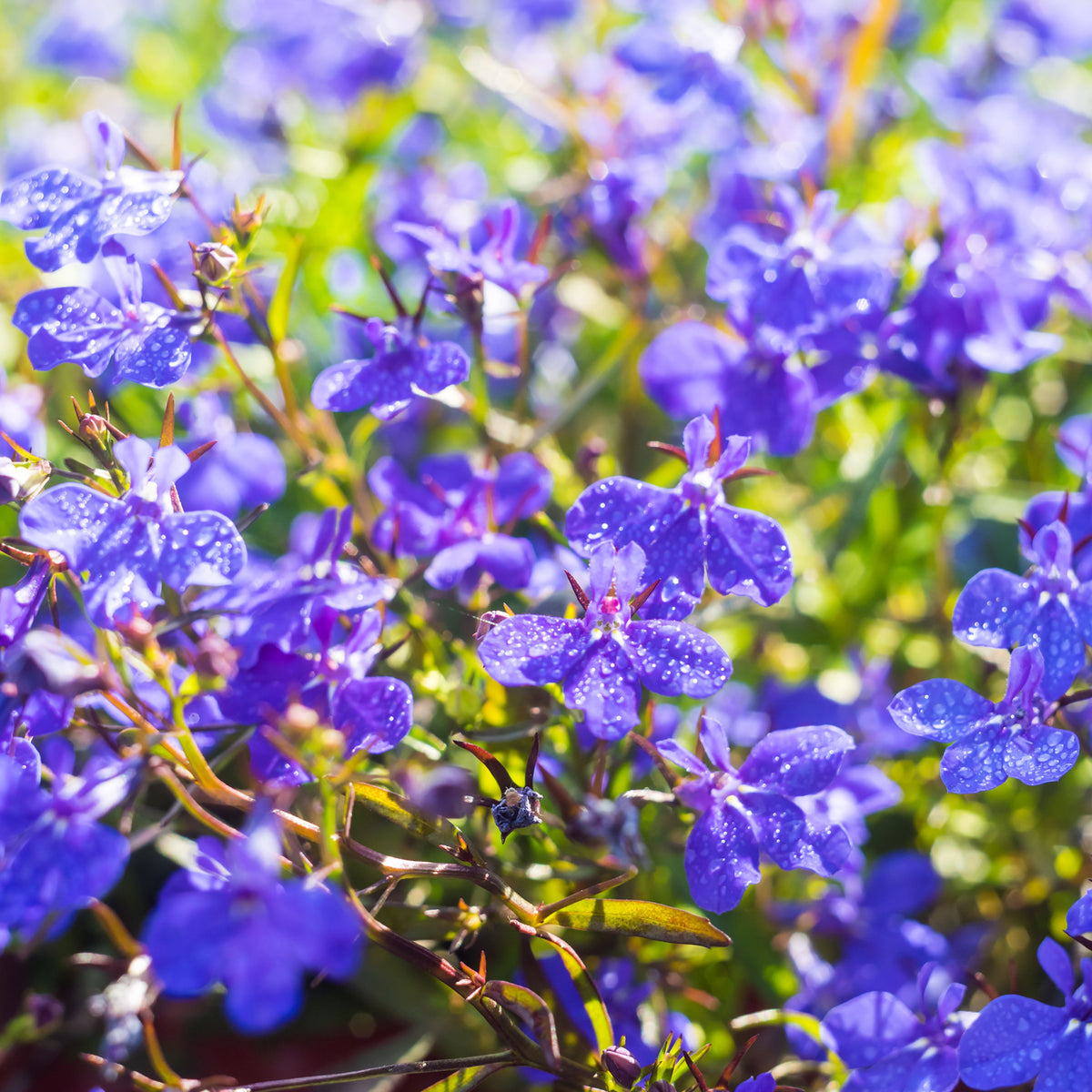Regatta Midnight Blue Lobelia Erinus Seeds, 30+ seeds