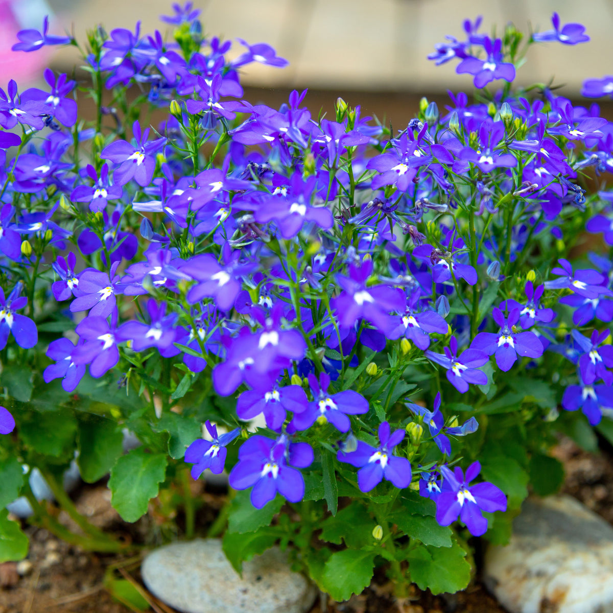 Regatta Midnight Blue Lobelia Erinus Seeds, 30+ seeds
