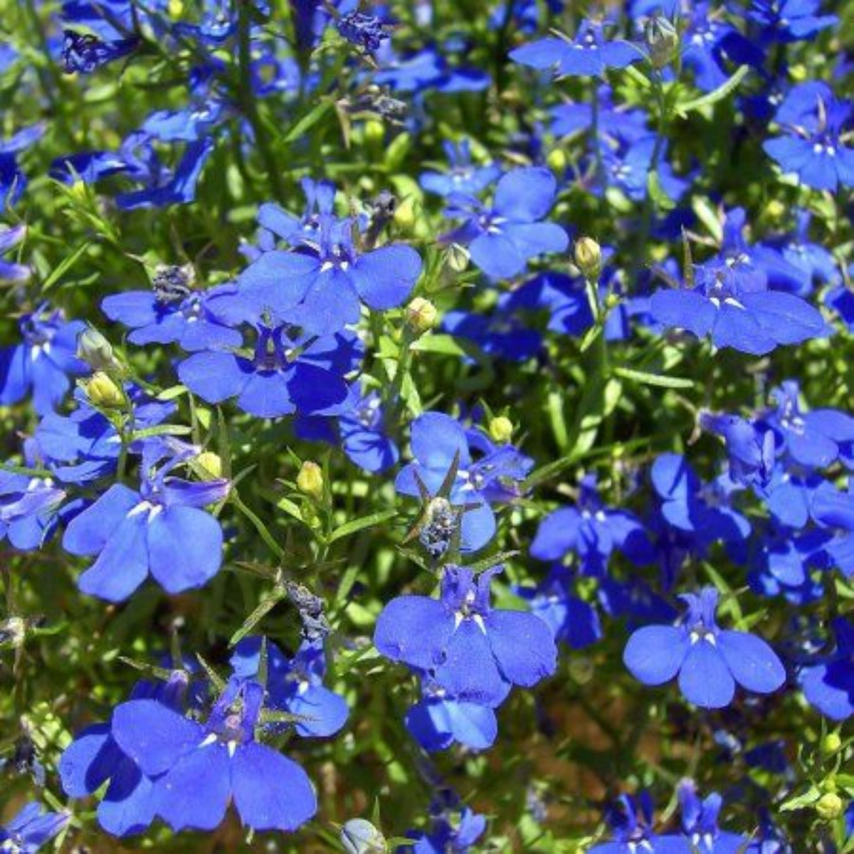 Regatta Midnight Blue Lobelia Erinus Seeds, 30+ seeds