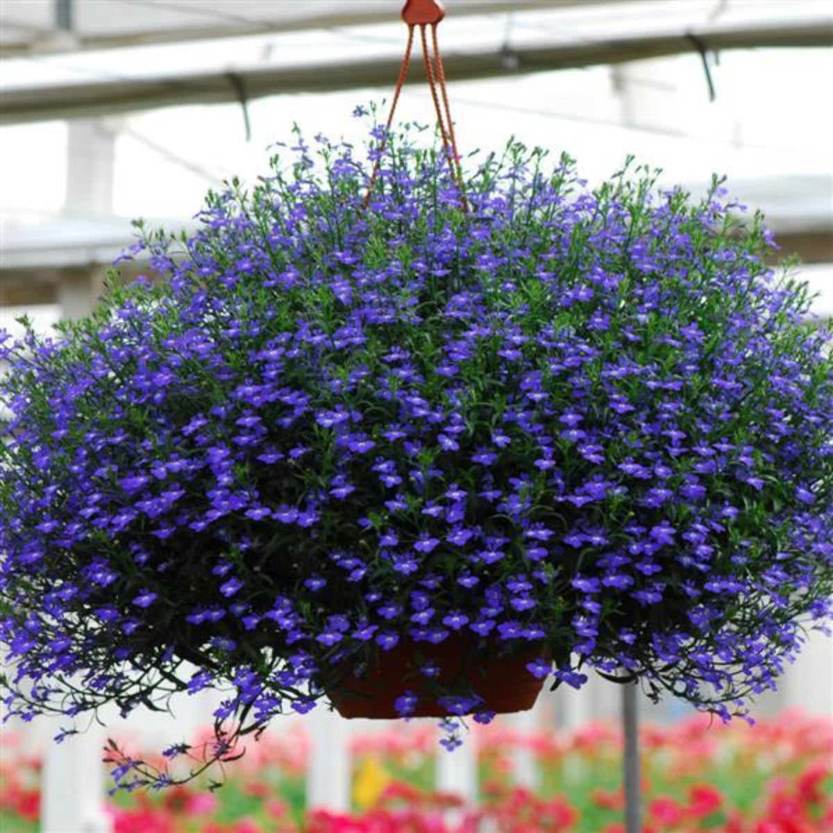 Regatta Midnight Blue Lobelia Erinus Seeds, 30+ seeds