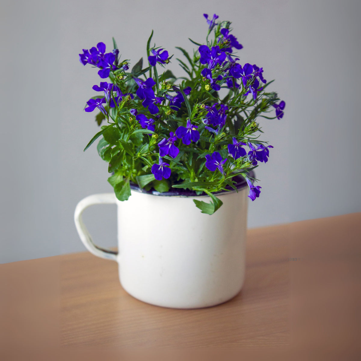Regatta Midnight Blue Lobelia Erinus Seeds, 30+ seeds