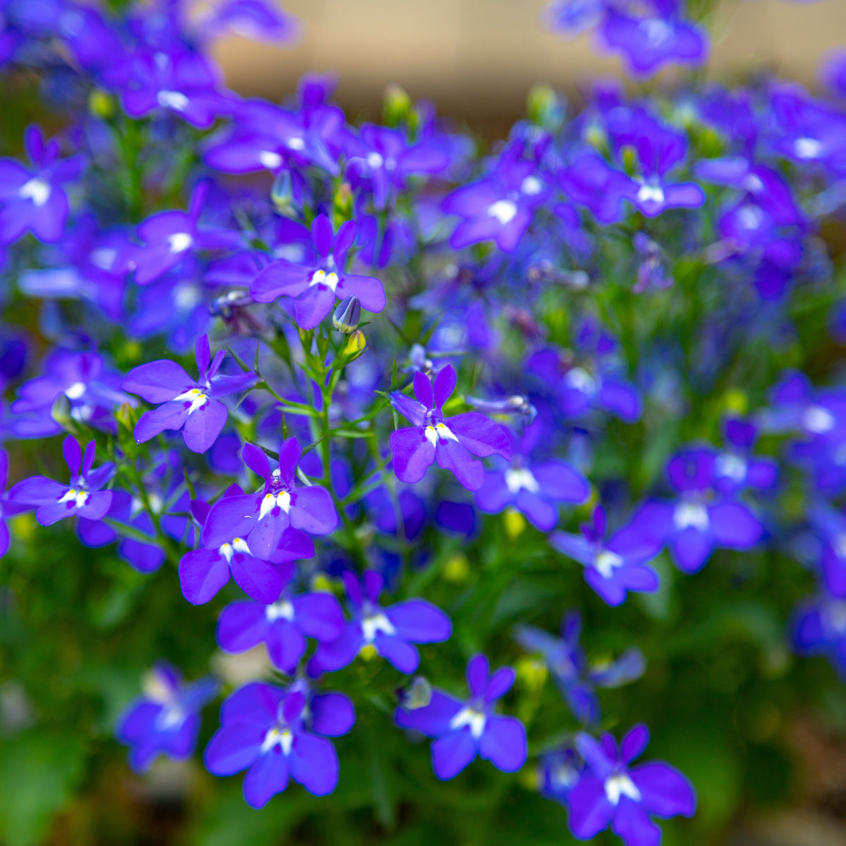 Regatta Midnight Blue Lobelia Erinus Seeds, 30+ seeds