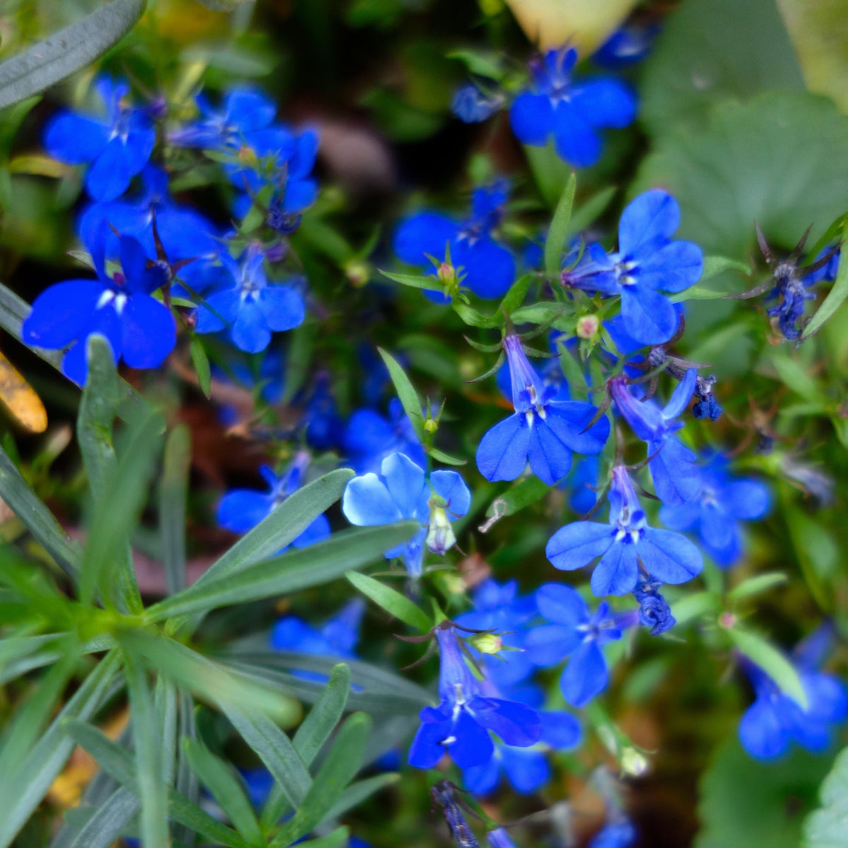 Regatta Midnight Blue Lobelia Erinus Seeds, 30+ seeds