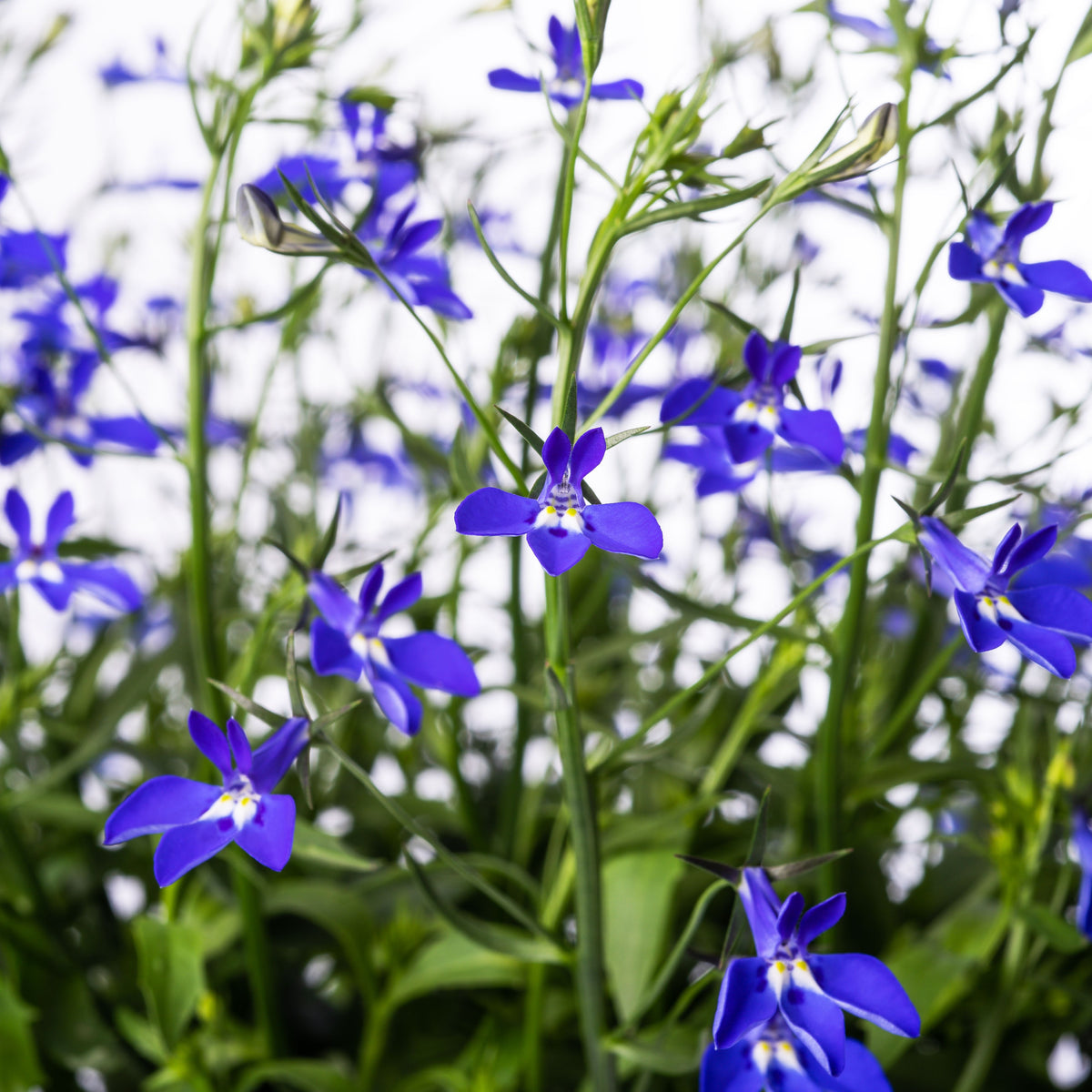 Regatta Midnight Blue Lobelia Erinus Seeds, 30+ seeds