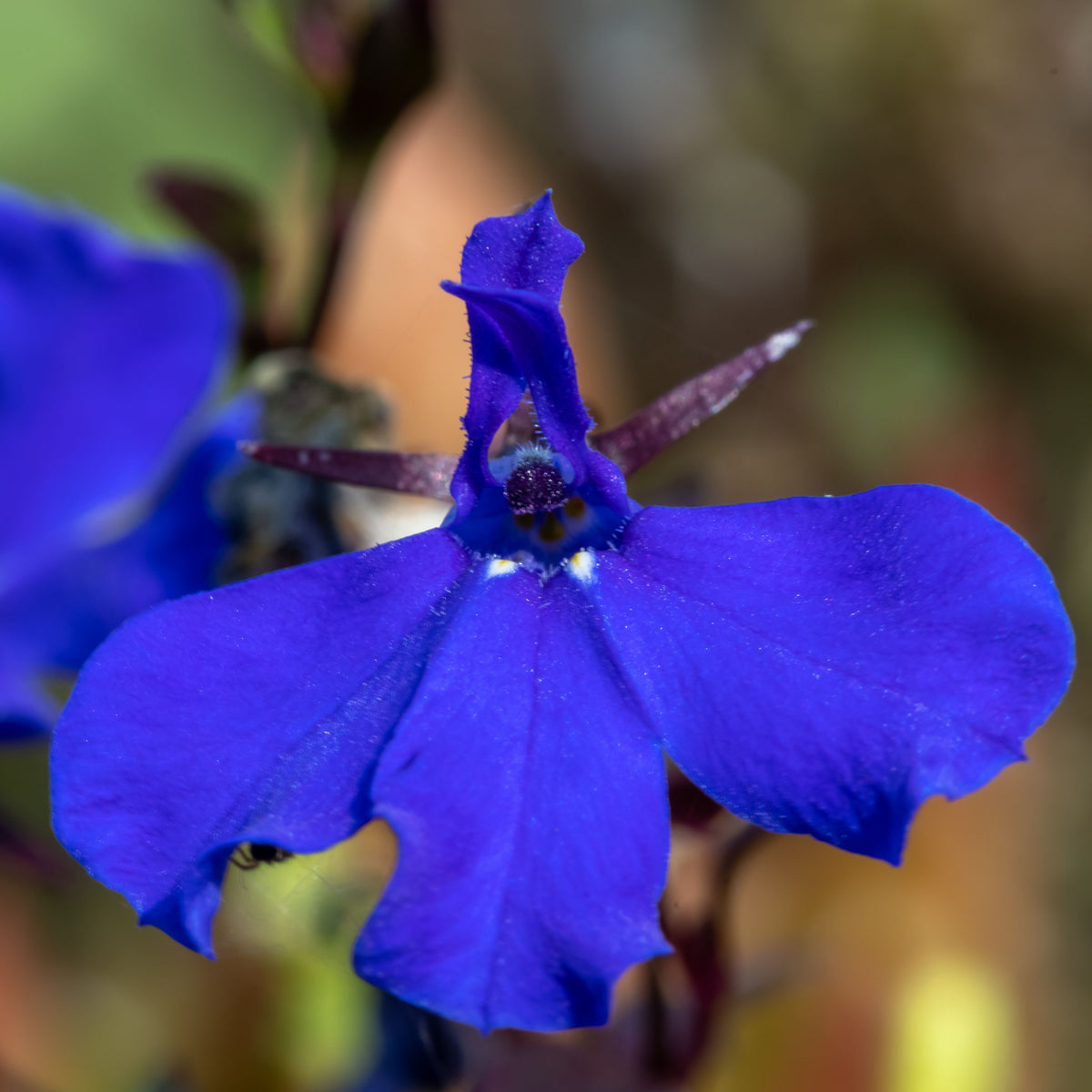 Regatta Midnight Blue Lobelia Erinus Seeds, 30+ seeds