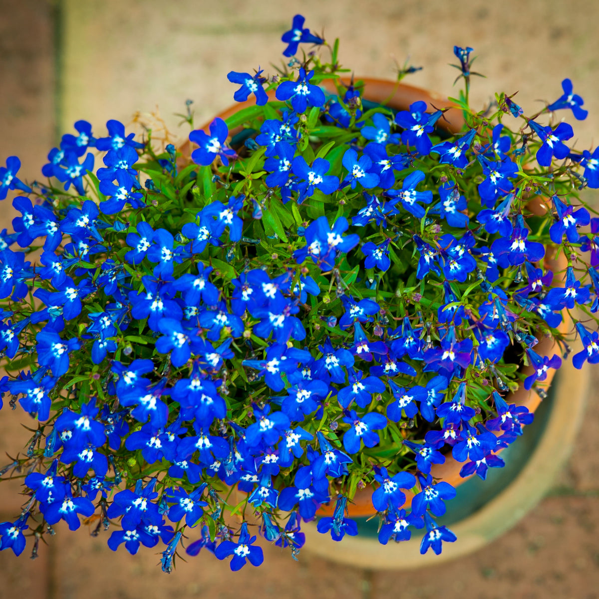 Regatta Midnight Blue Lobelia Erinus Seeds, 30+ seeds