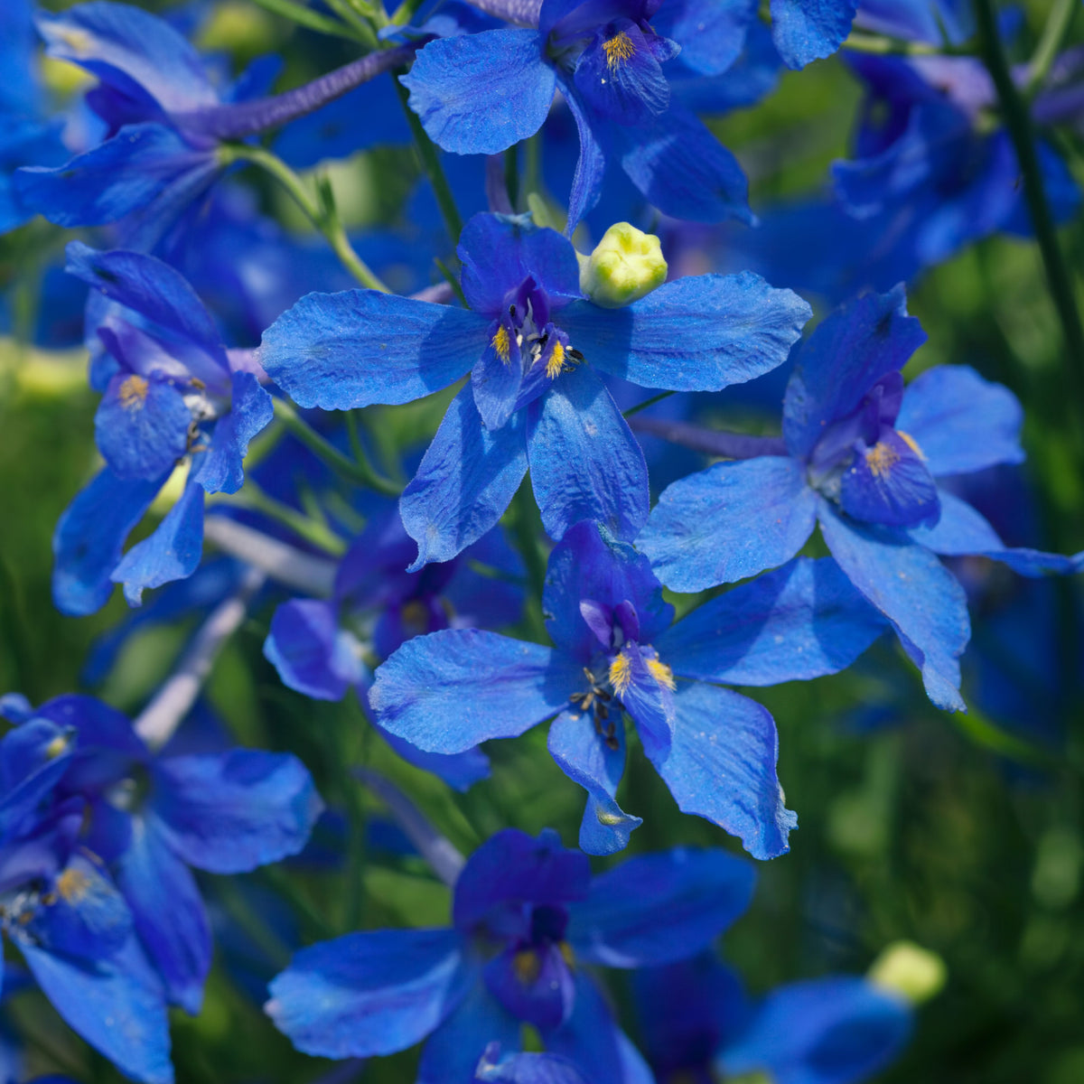 Regatta Midnight Blue Lobelia Erinus Seeds, 30+ seeds