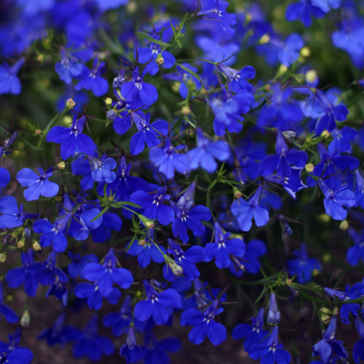 Regatta Midnight Blue Lobelia Erinus Seeds, 30+ seeds