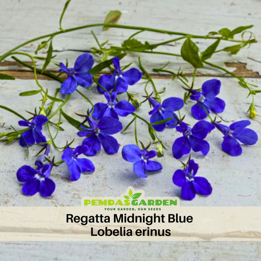 Regatta Midnight Blue Lobelia Erinus Seeds, 30+ seeds