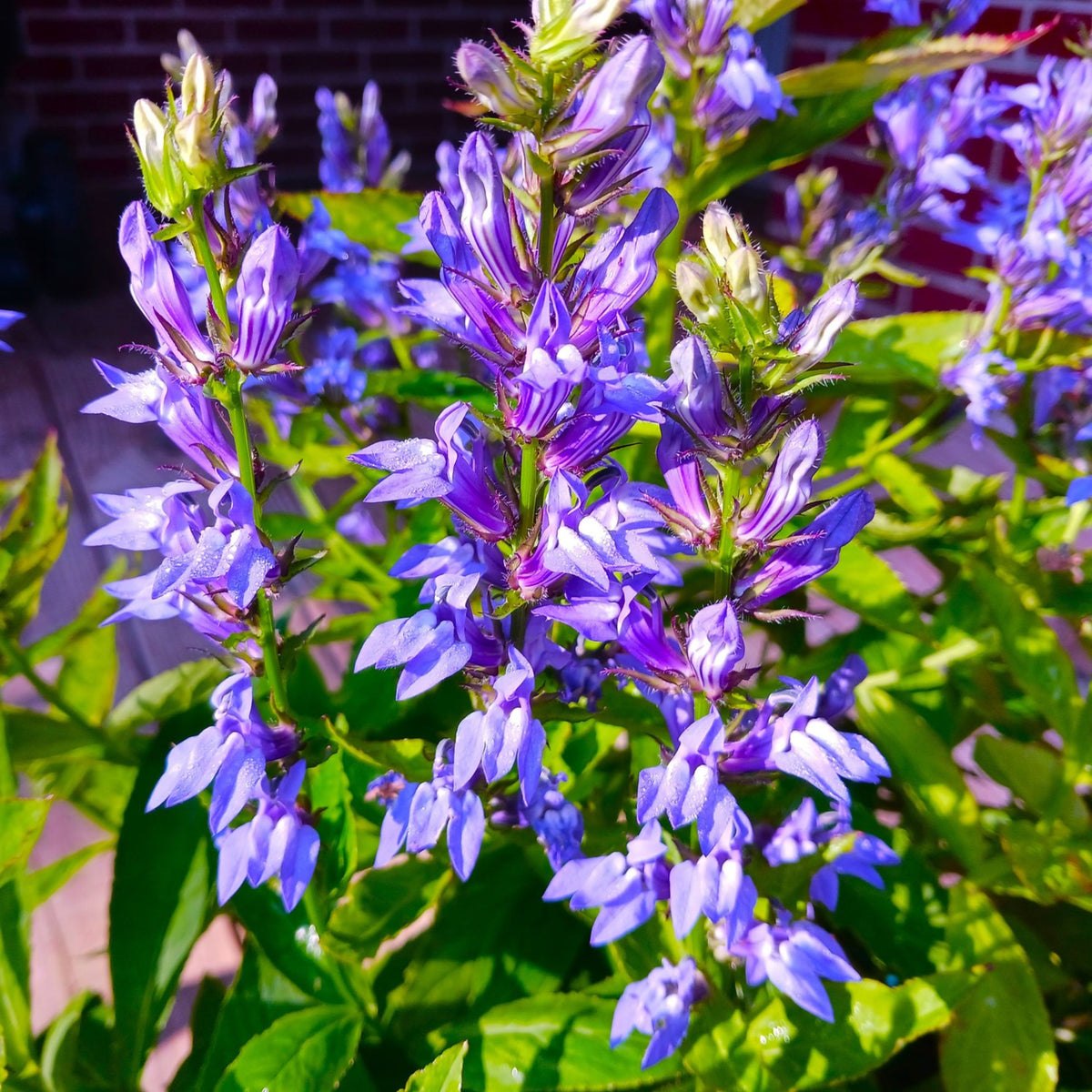 Lobelia Siphilitica Seeds - Great Blue Seeds, Annual, 30+ seeds