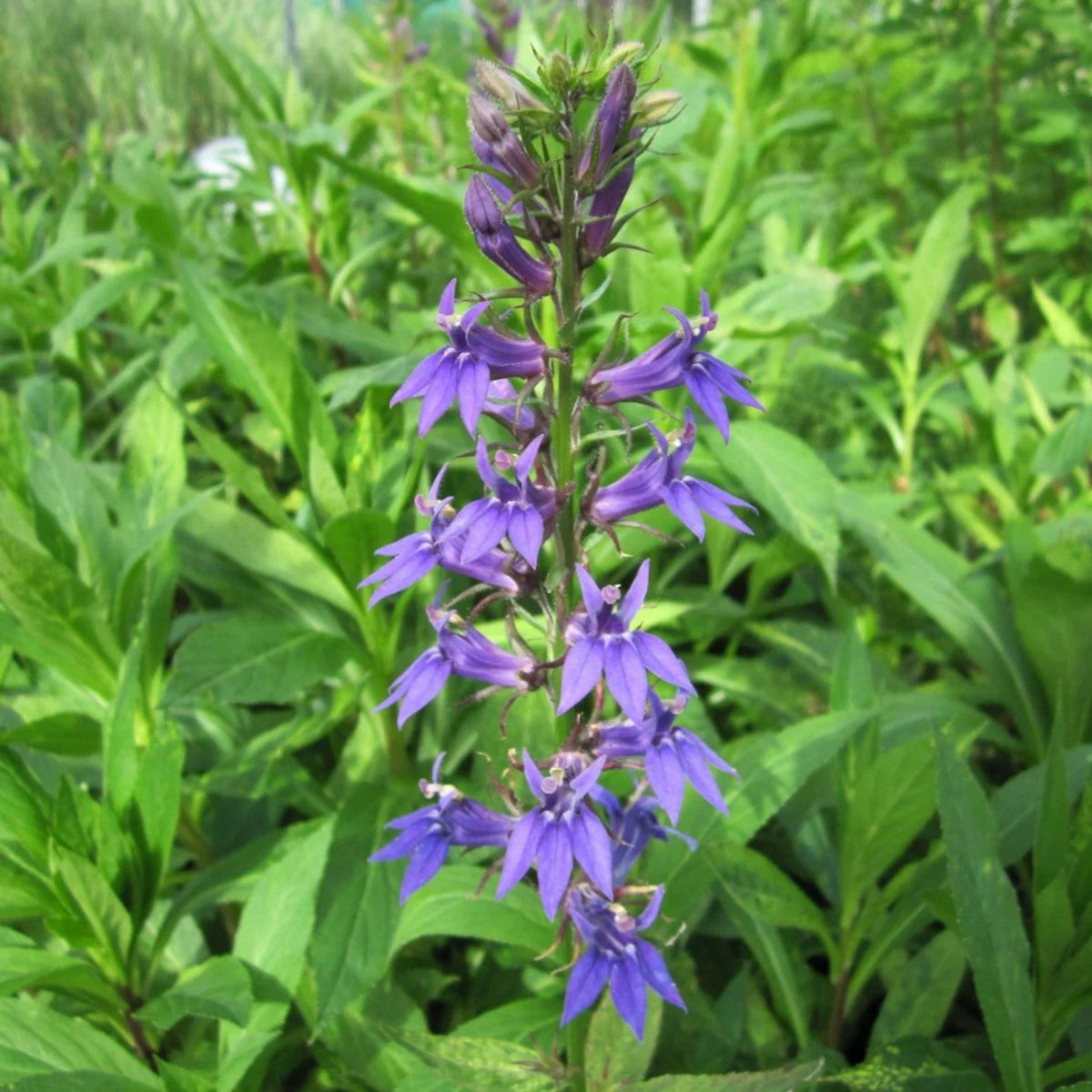 Lobelia Siphilitica Seeds - Great Blue Seeds, Annual, 30+ seeds