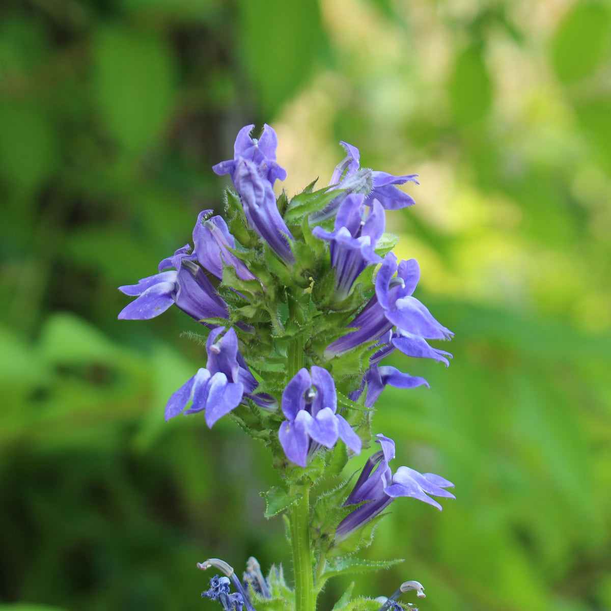 Lobelia Siphilitica Seeds - Great Blue Seeds, Annual, 30+ seeds