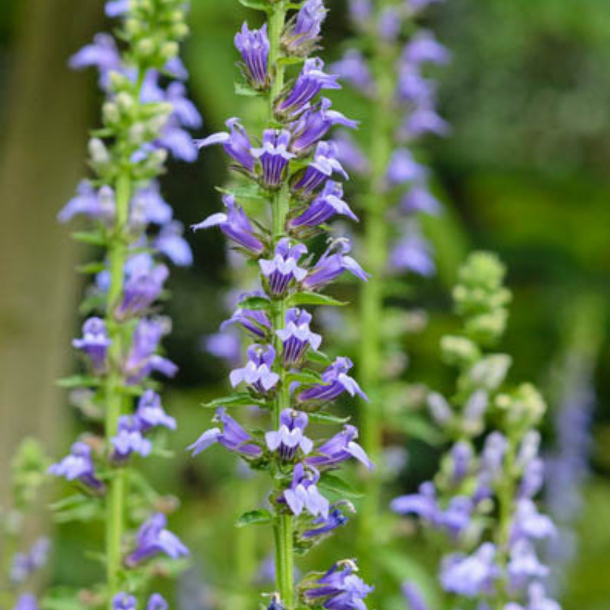 Lobelia Siphilitica Seeds - Great Blue Seeds, Annual, 30+ seeds