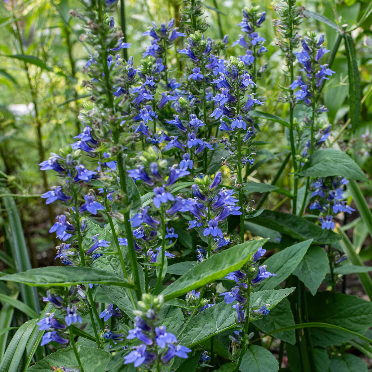 Lobelia Siphilitica Seeds - Great Blue Seeds, Annual, 30+ seeds