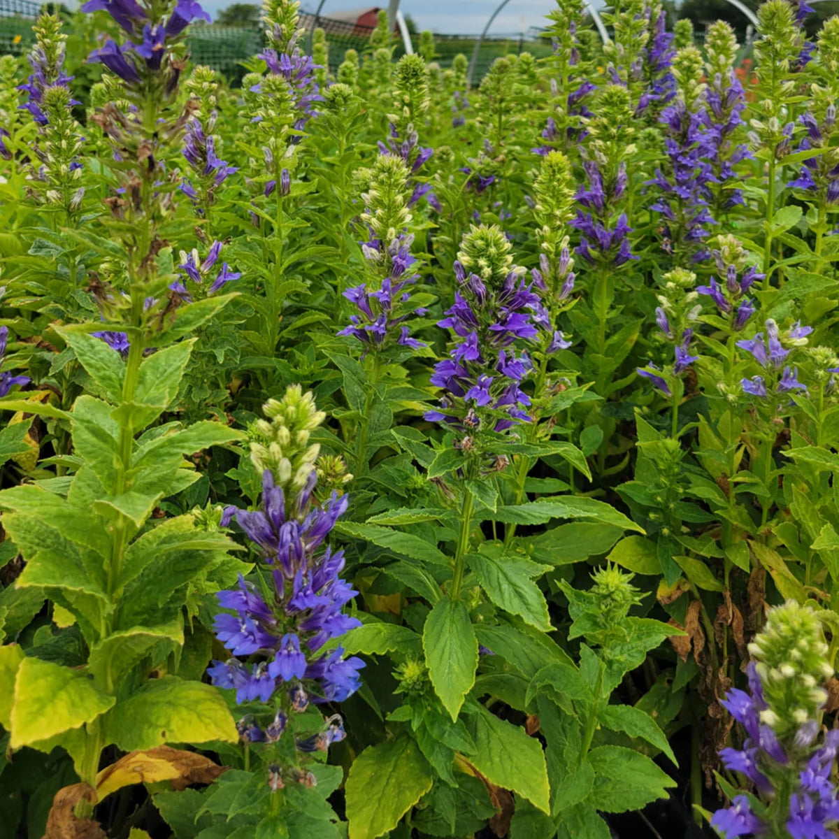 Lobelia Siphilitica Seeds - Great Blue Seeds, Annual, 30+ seeds