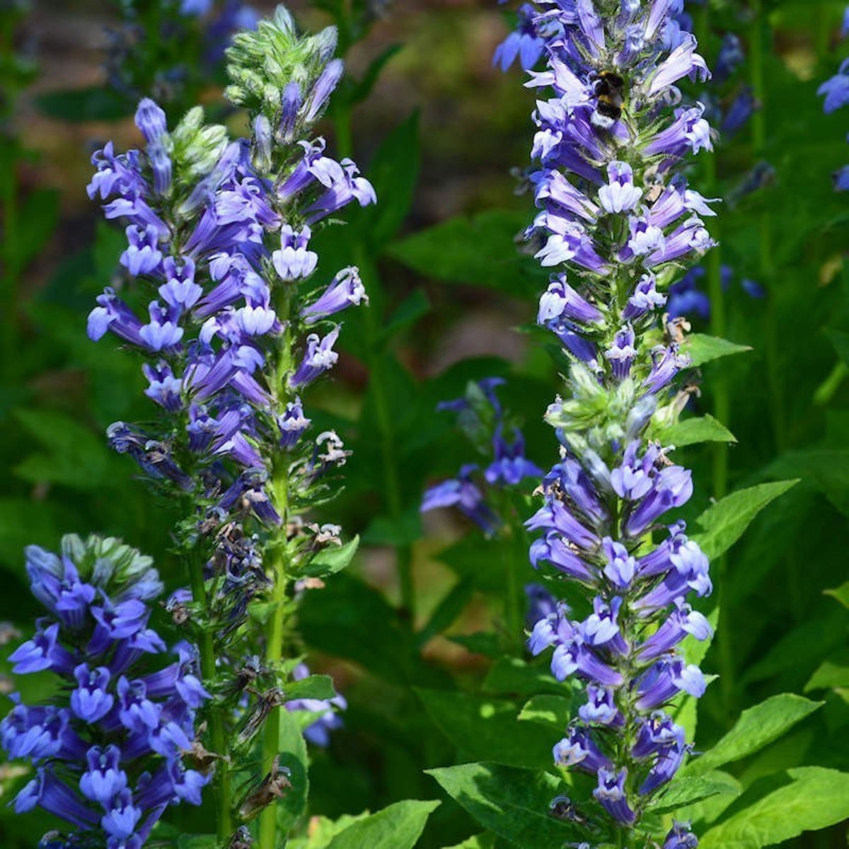 Lobelia Siphilitica Seeds - Great Blue Seeds, Annual, 30+ seeds