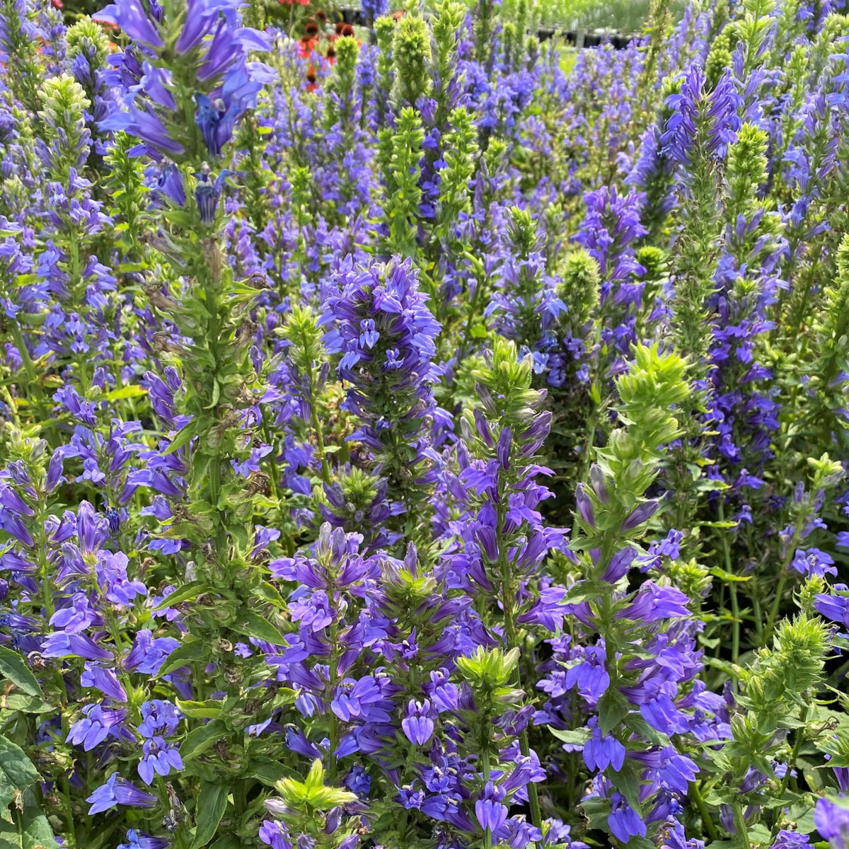 Lobelia Siphilitica Seeds - Great Blue Seeds, Annual, 30+ seeds