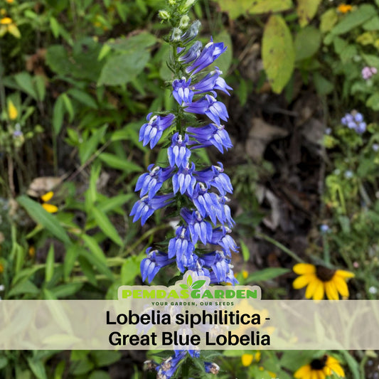 Lobelia Siphilitica Seeds - Great Blue Seeds, Annual, 30+ seeds