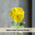 25+ Seeds|Yellow Clear Lemon Pansy Seeds -Cold Resistant -Open-Pollinating - Self-Pollinating - Draft Resistant - Plant in Summer/Spring#200