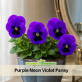 25+ Seeds|Purple Violet Pansy Seeds -Cold Resistant -Open-Pollinating - Self-Pollinating - Draft Resistant - Plant in Summer/Spring#201