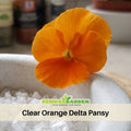 25+ Seeds|Clear Orange Delta Pansy Seeds -Cold Resistant -Open-Pollinating - Self-Pollinating - Draft Resistant - Plant in Summer/Spring#202