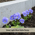25+ Seeds|Clear Light Blue Delta Pansy Seeds -Cold Resistant -Open-Pollinating - Self-Pollinating - Draft Resistant - Plant in Spring#203