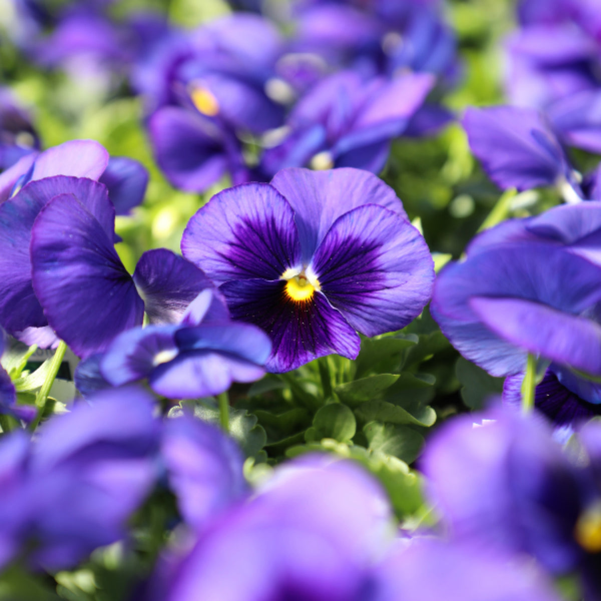 Deep Blue Delta Pansy Seeds - Cold Resistant, 25+ seeds