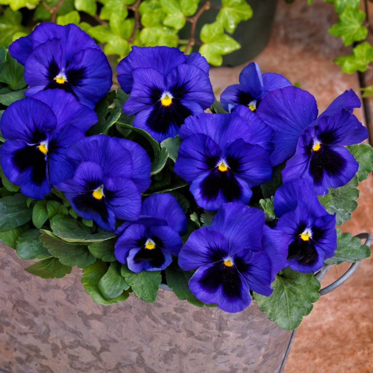Deep Blue Delta Pansy Seeds - Cold Resistant, 25+ seeds