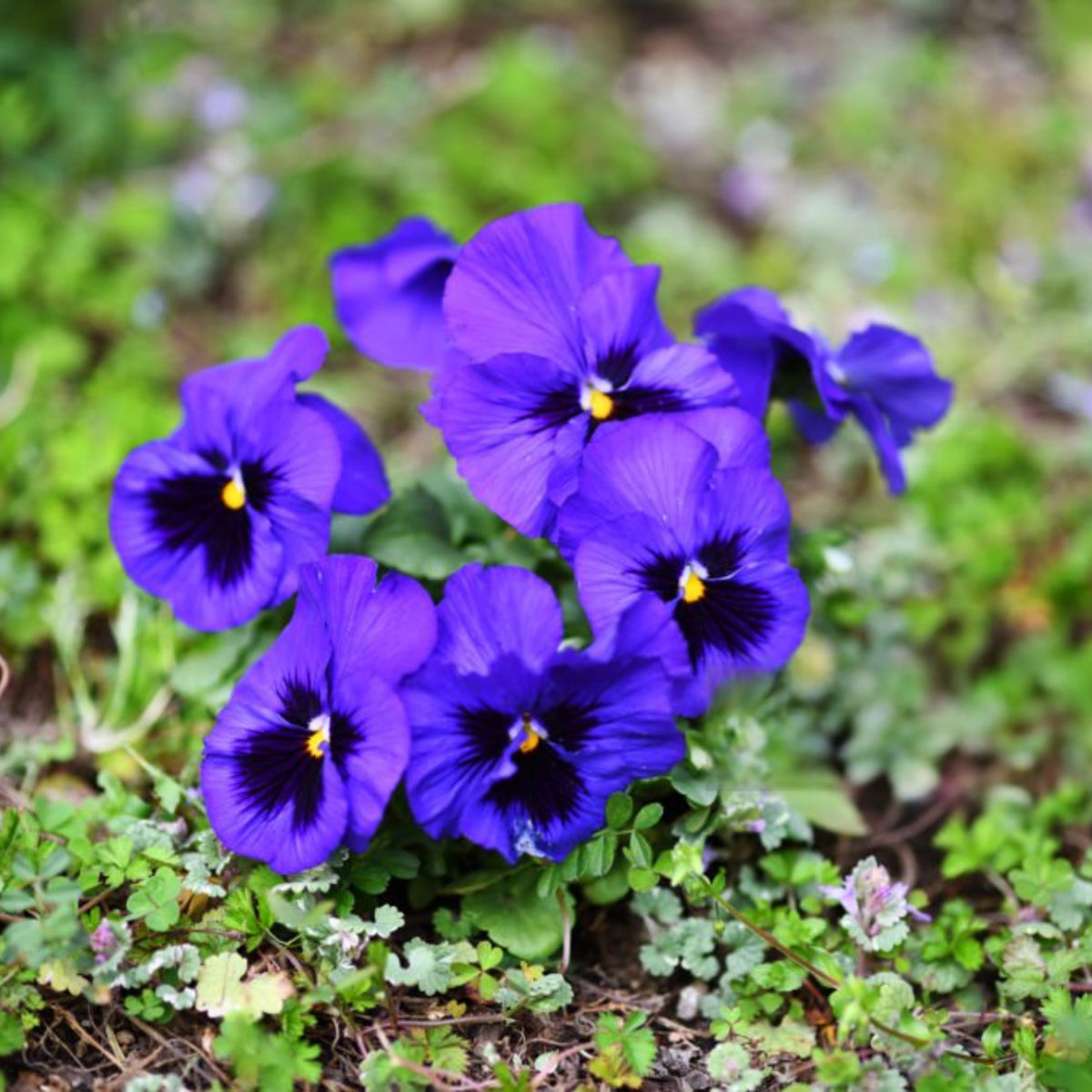 Deep Blue Delta Pansy Seeds - Cold Resistant, 25+ seeds