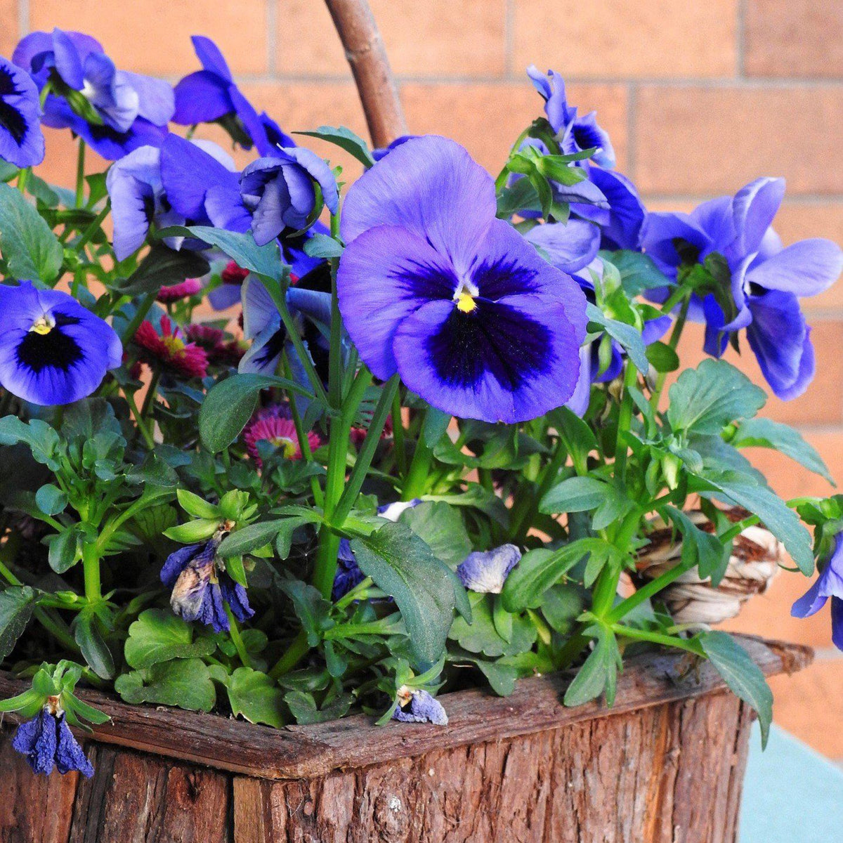 Deep Blue Delta Pansy Seeds - Cold Resistant, 25+ seeds