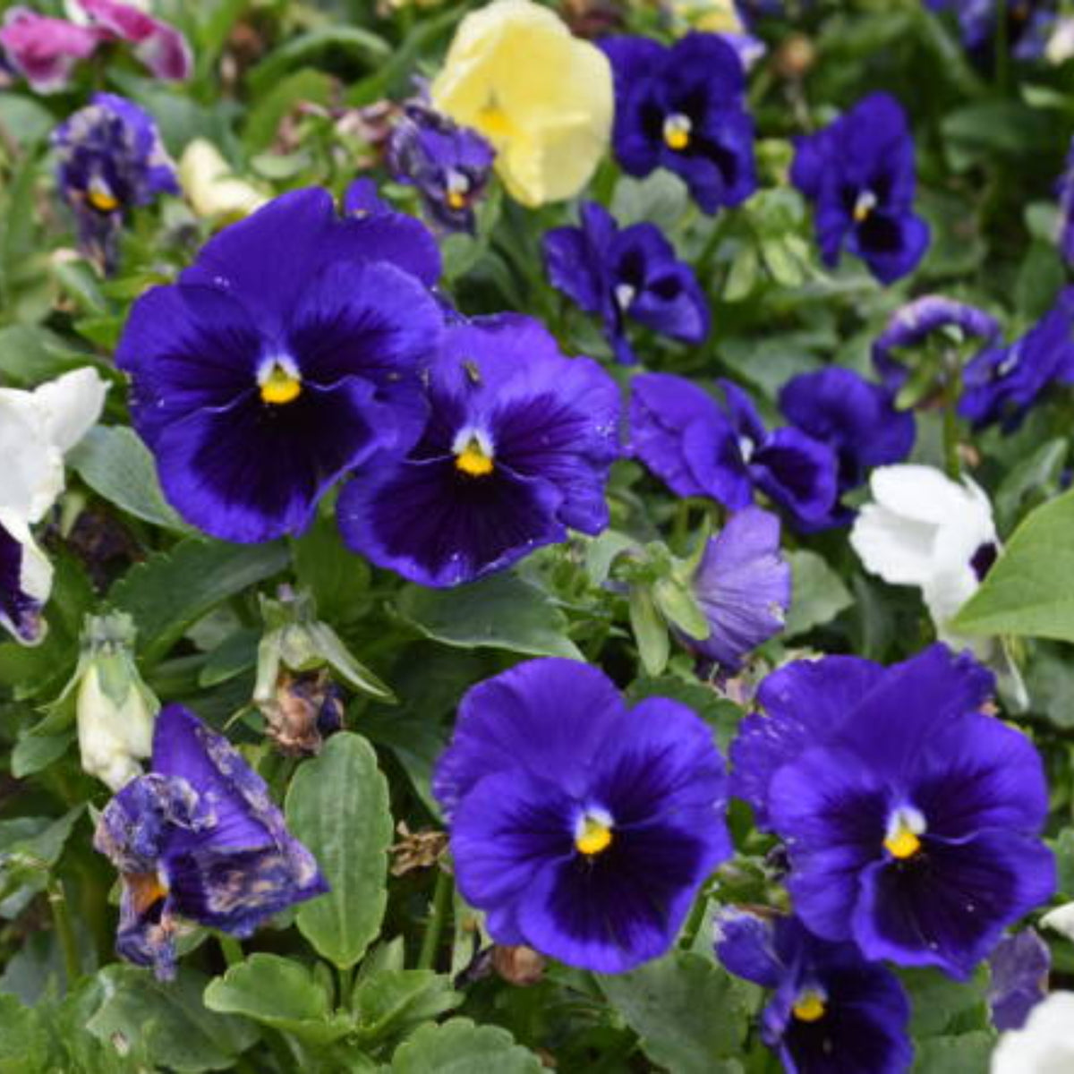 Deep Blue Delta Pansy Seeds - Cold Resistant, 25+ seeds