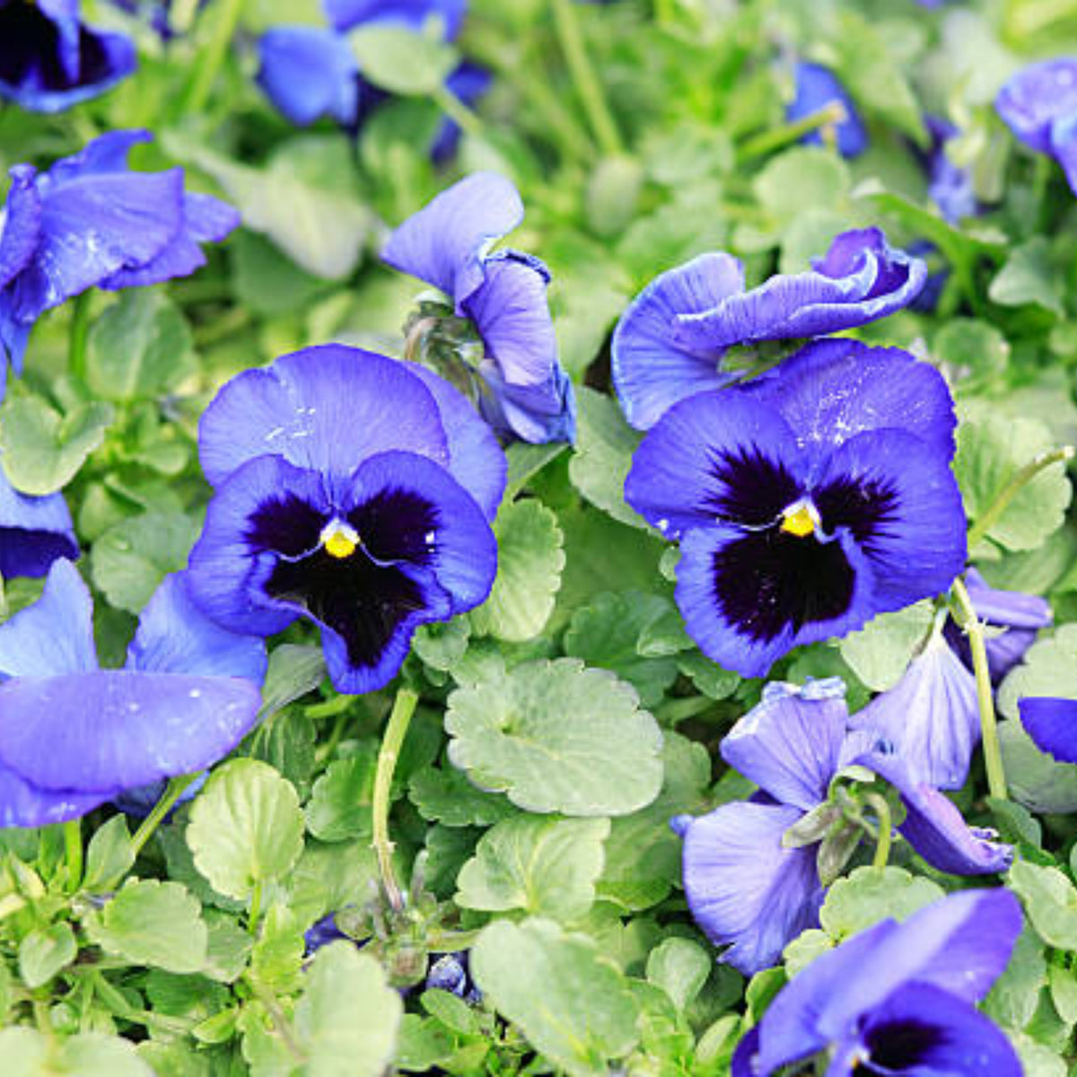 Deep Blue Delta Pansy Seeds - Cold Resistant, 25+ seeds