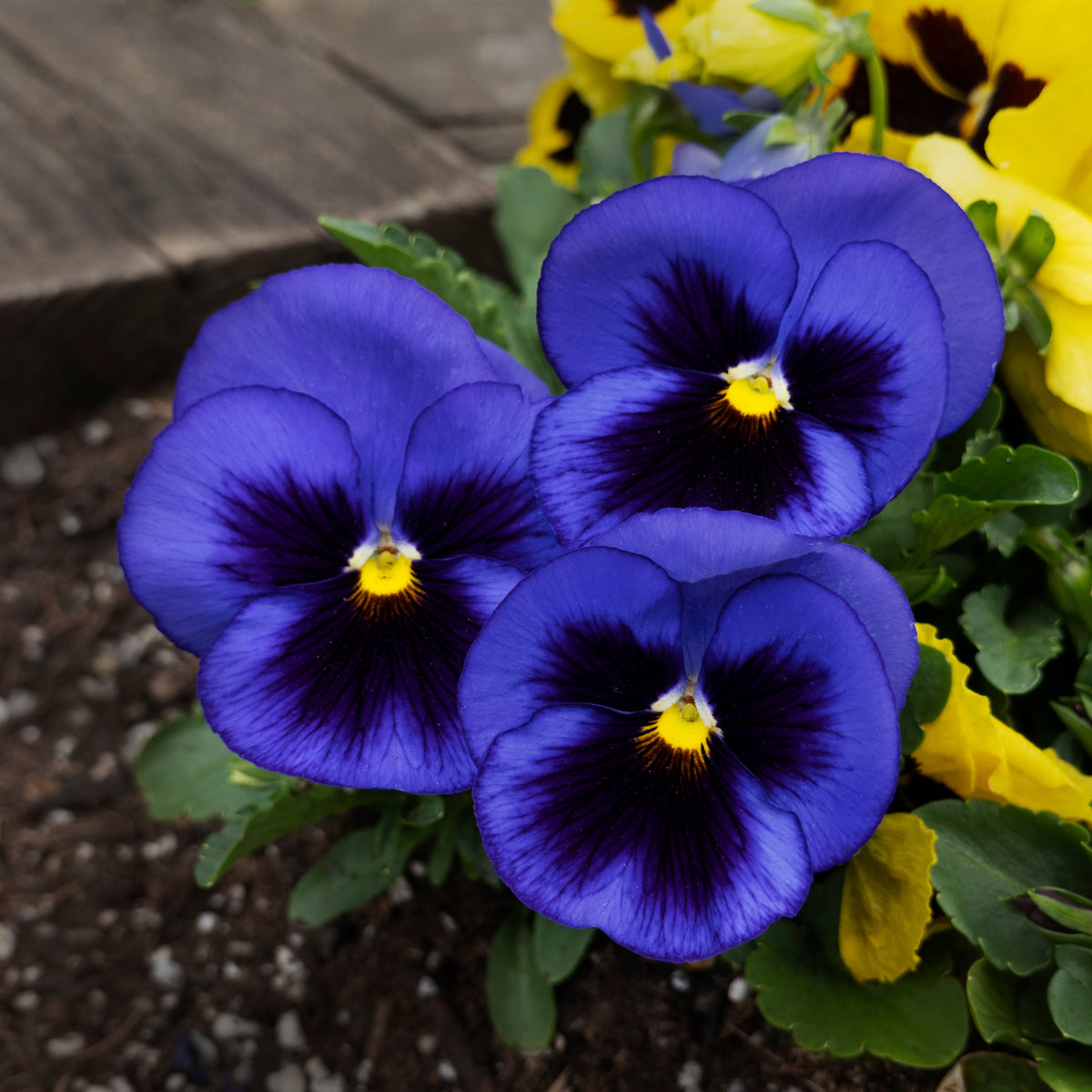 Deep Blue Delta Pansy Seeds - Cold Resistant, 25+ seeds