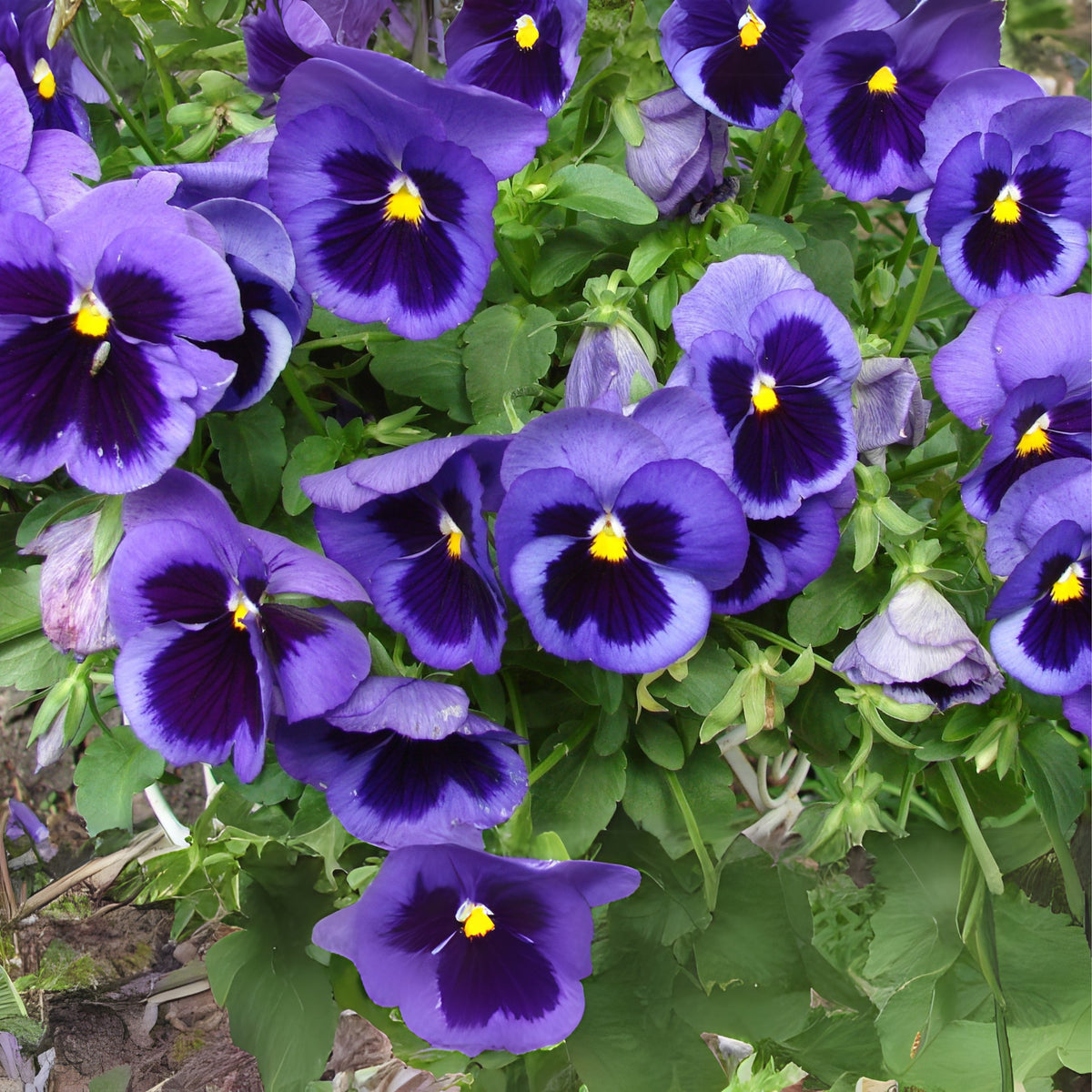 Deep Blue Delta Pansy Seeds - Cold Resistant, 25+ seeds