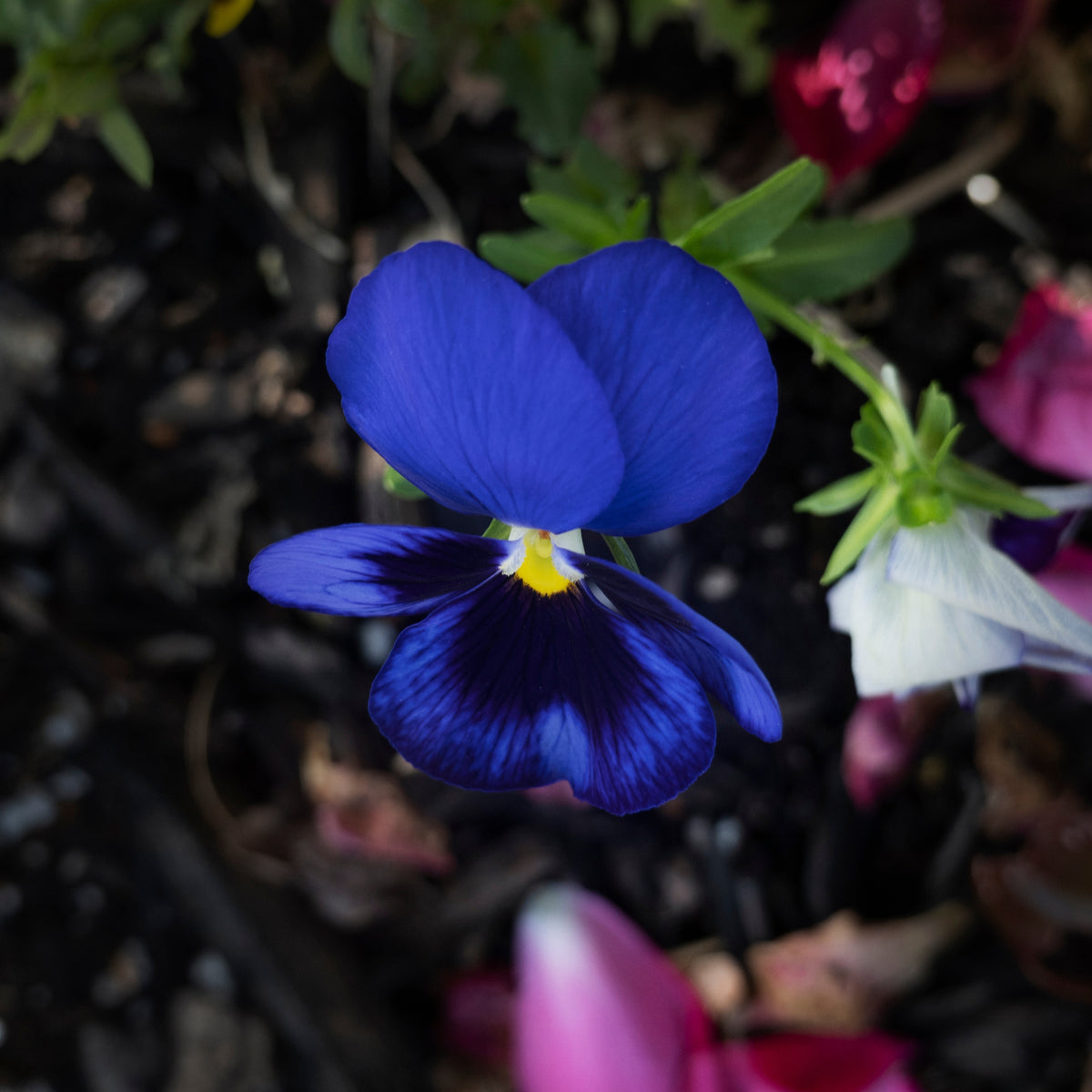 Deep Blue Delta Pansy Seeds - Cold Resistant, 25+ seeds