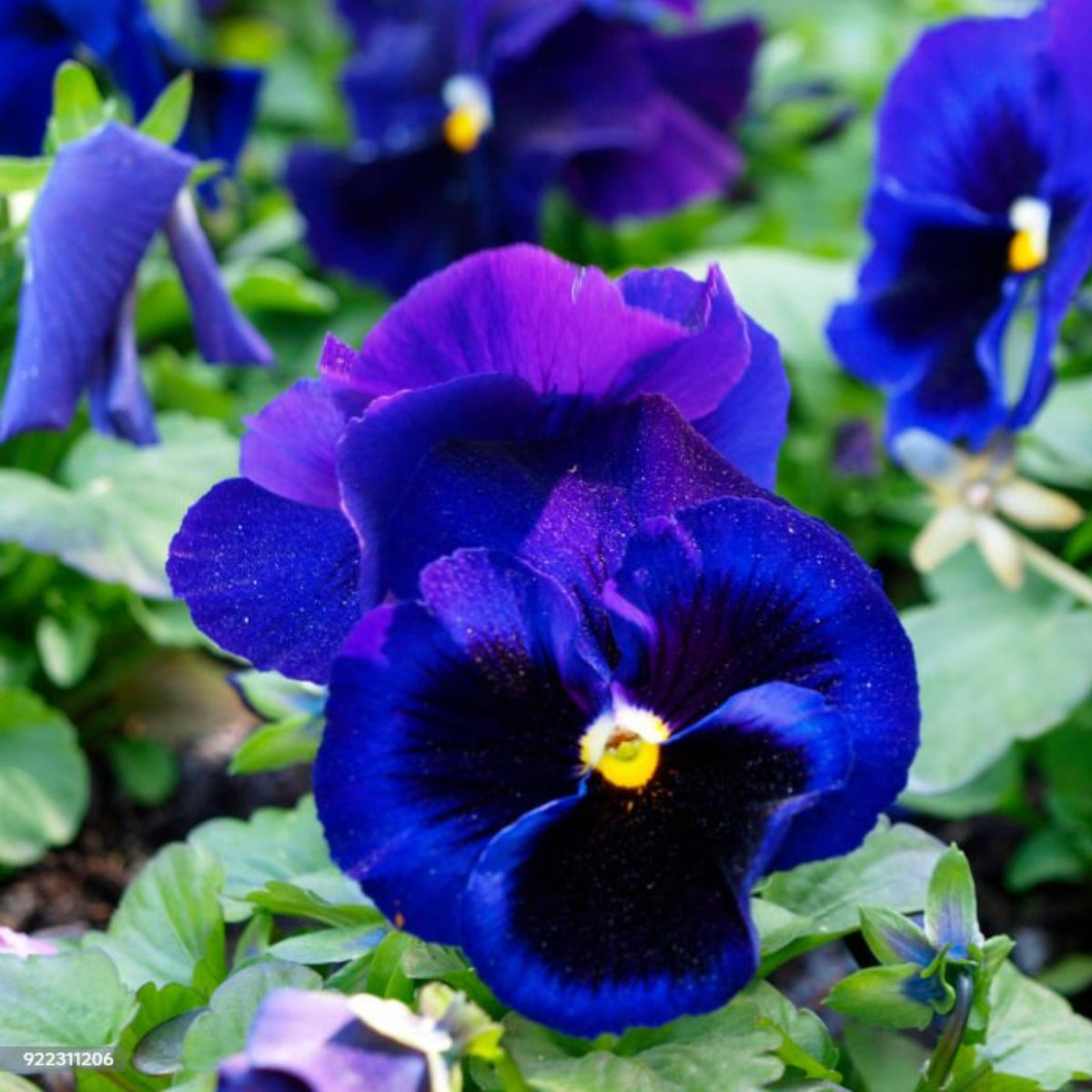 Deep Blue Delta Pansy Seeds - Cold Resistant, 25+ seeds