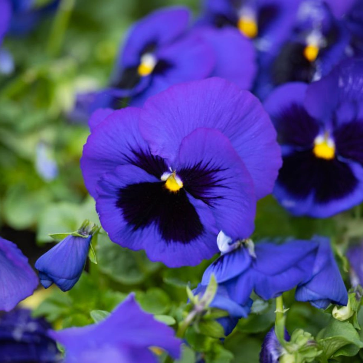 Deep Blue Delta Pansy Seeds - Cold Resistant, 25+ seeds