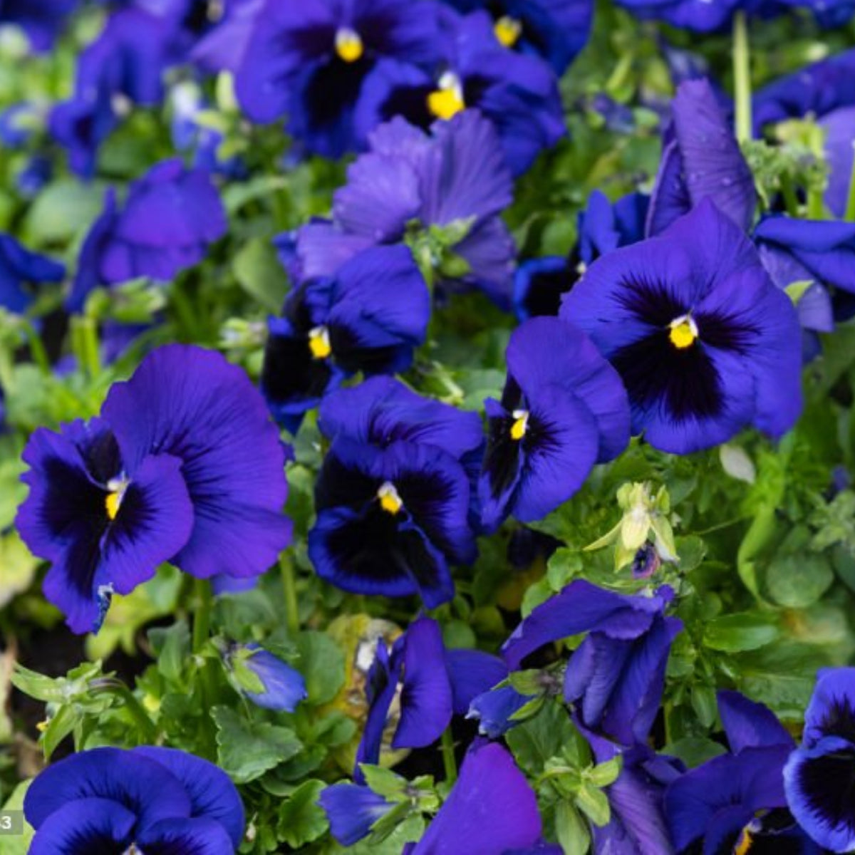 Deep Blue Delta Pansy Seeds - Cold Resistant, 25+ seeds