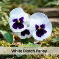 25+ Seeds| White Blotch Pansy Seeds -Cold Resistant -Open-Pollinating - Self-Pollinating - Draft Resistant - Plant in Spring#205
