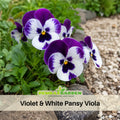25+ Seeds| Violet & White Pansy Viola Seeds -Cold Resistant -Open-Pollinating - Self-Pollinating - Draft Resistant - Plant in Spring#207