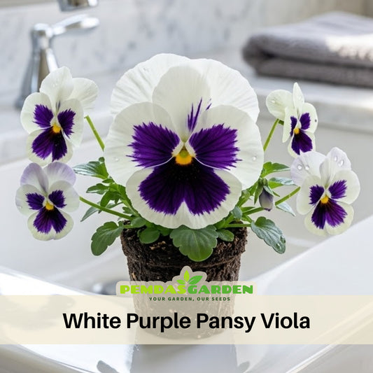 White Purple Pansy Viola Seeds - Cold Resistant, 25+ seeds